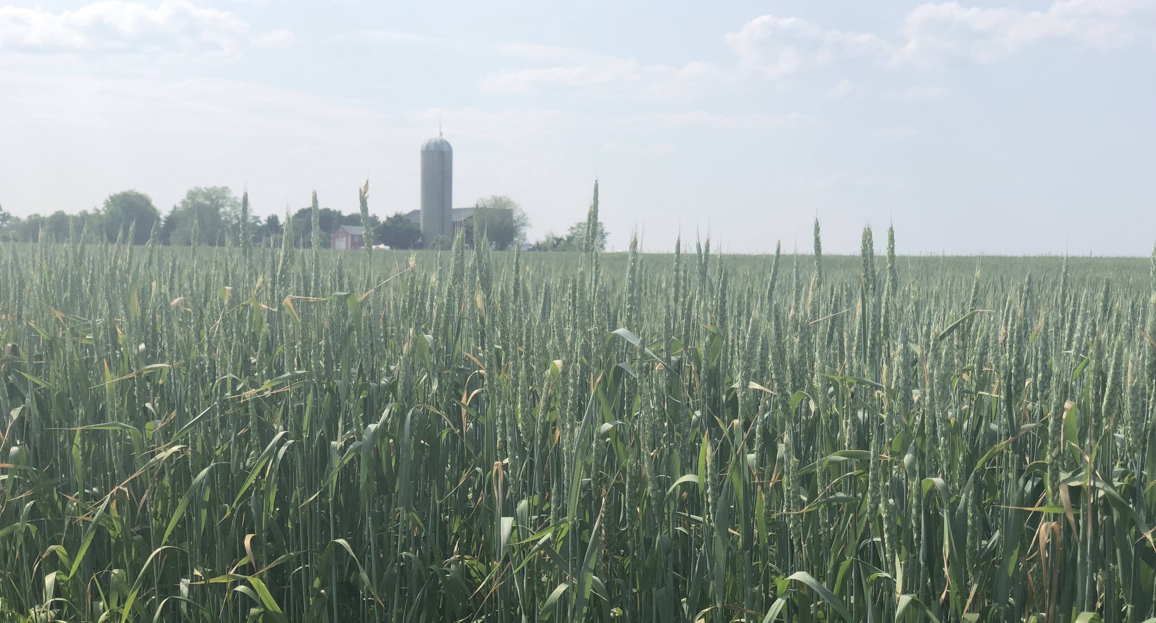 Spring wheat field in Southern Ontario